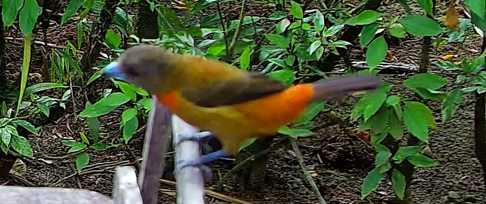 Tangara flamboyant