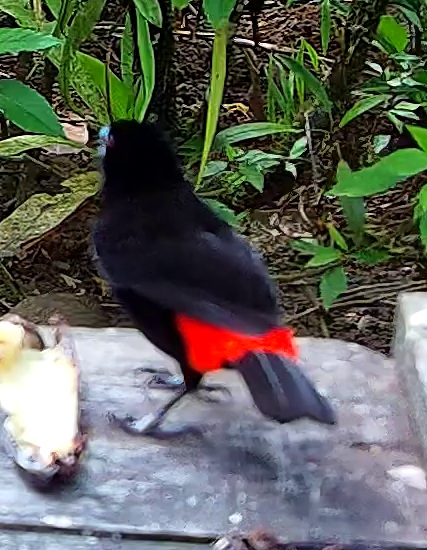 Tangara flamboyant