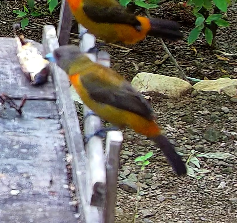 Tangara flamboyant