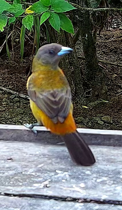 Tangara flamboyant