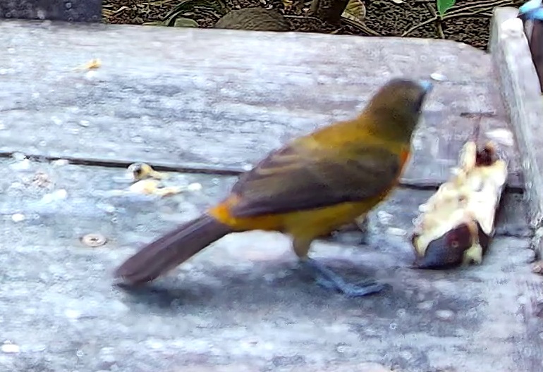 Tangara flamboyant