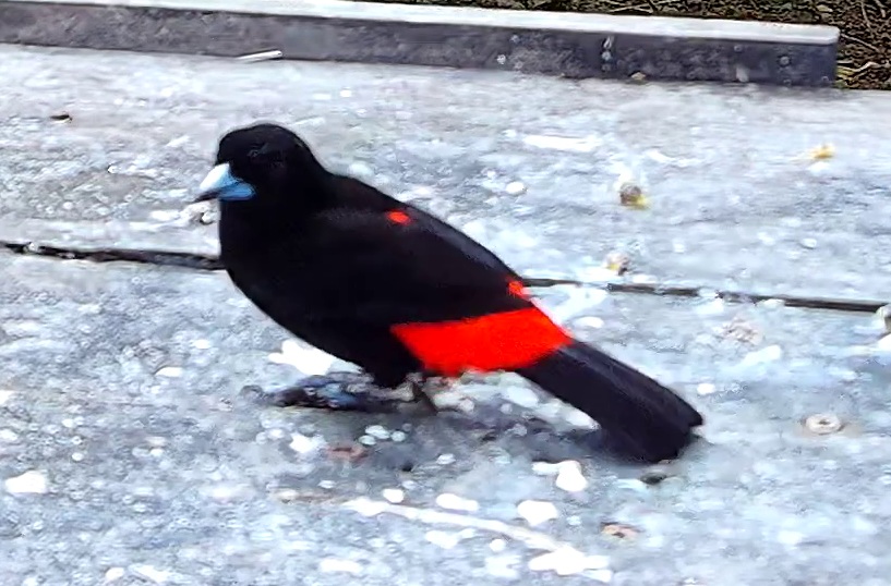 Tangara du Costa Rica