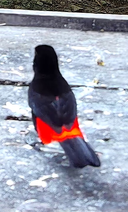 Tangara flamboyant