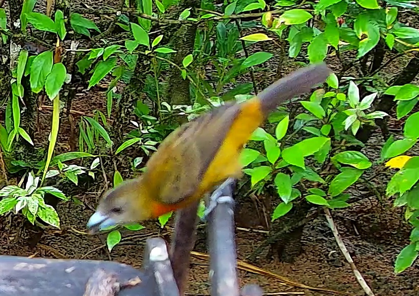 Tangara flamboyant