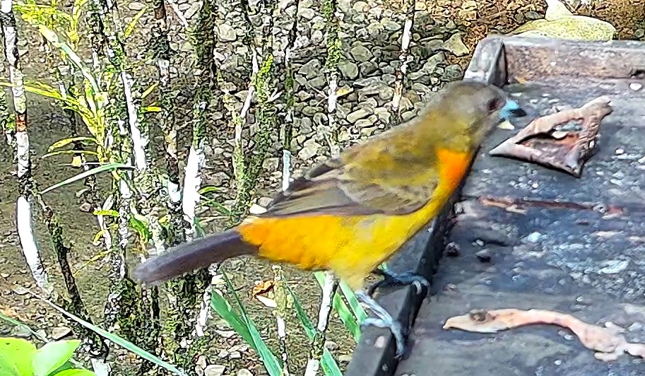 Tangara flamboyant