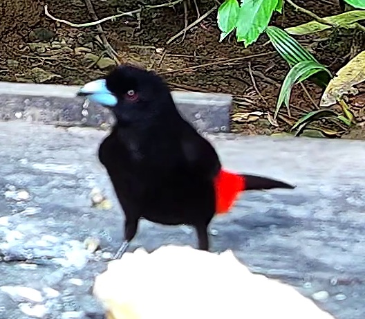 Tangara flamboyant