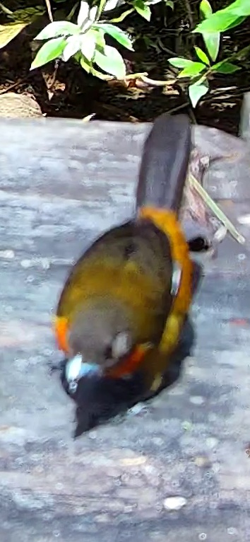 Calliste safran