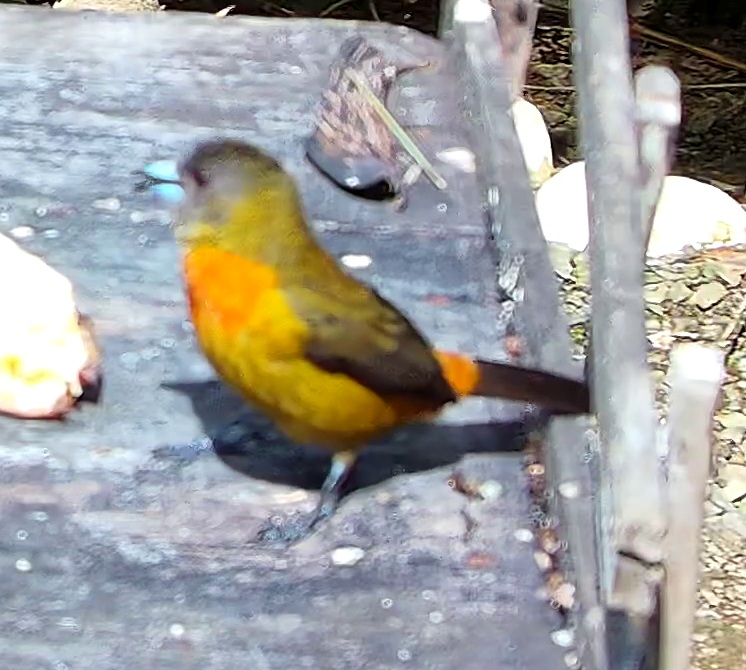 Tangara à huppe ignée
