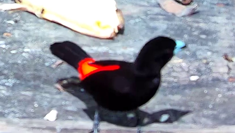 Tangara flamboyant
