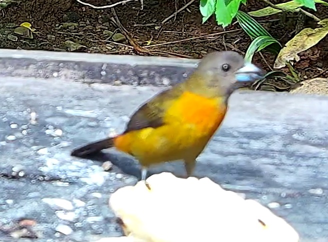 Tangara flamboyant