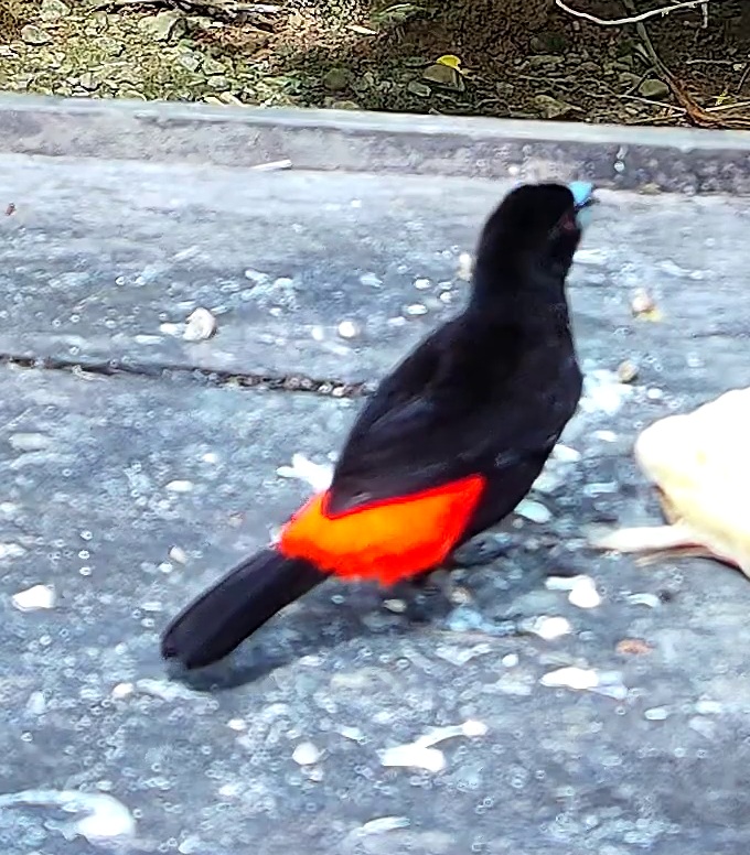 Tangara flamboyant