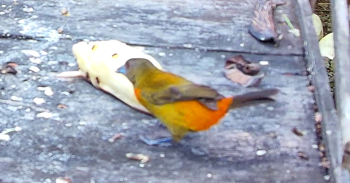 Tangara flamboyant