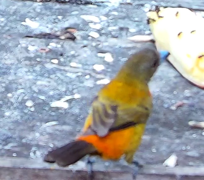 Tangara flamboyant
