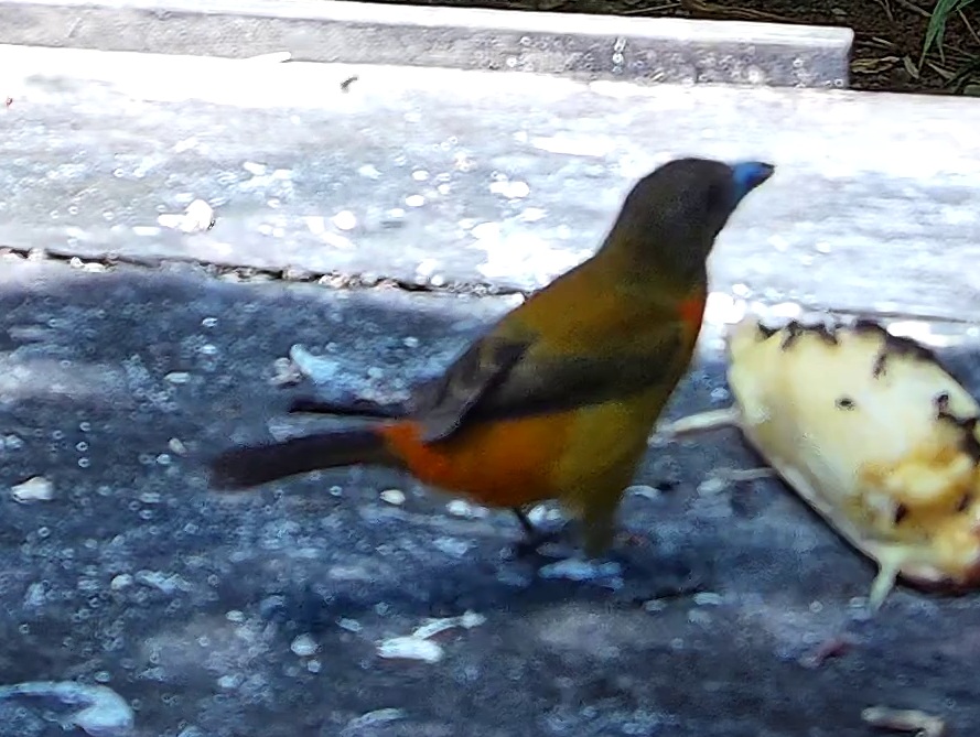 Tangara flamboyant