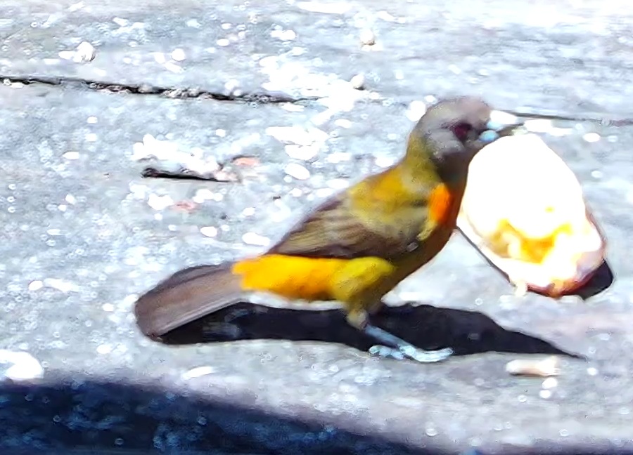 Tangara flamboyant