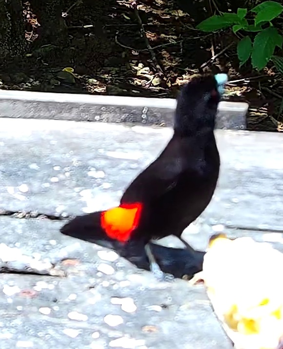 Tangara flamboyant