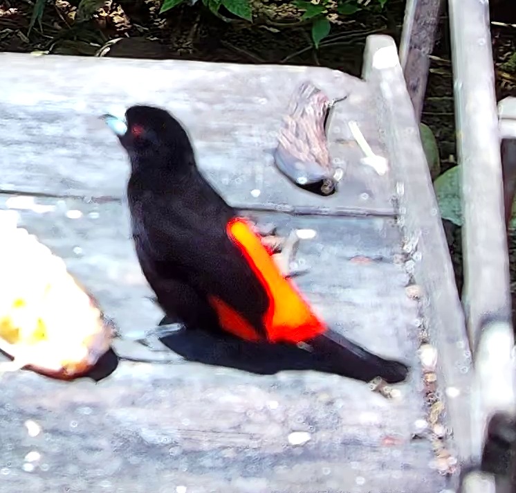 Tangara flamboyant