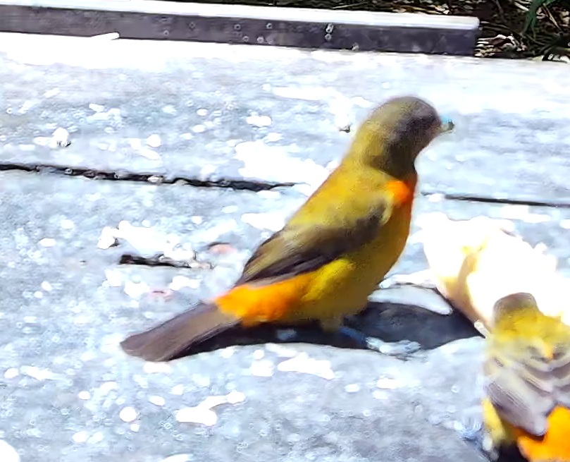 Tangara flamboyant