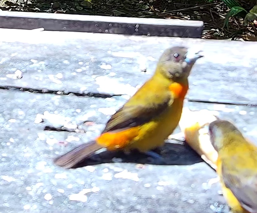 Tangara flamboyant
