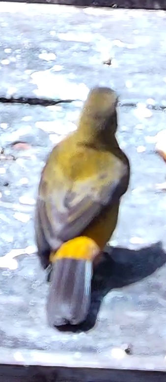 Tangara flamboyant