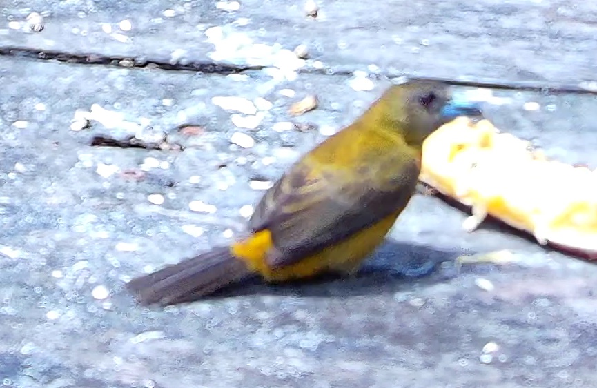 Tangara flamboyant