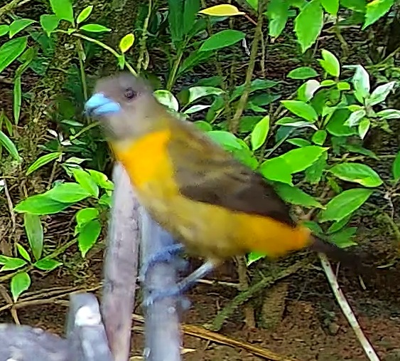 Tangara flamboyant