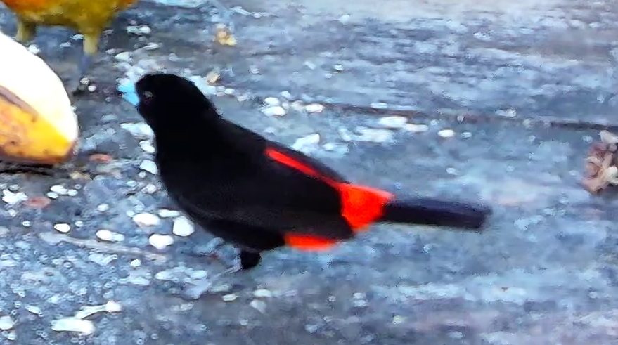 Tangara flamboyant