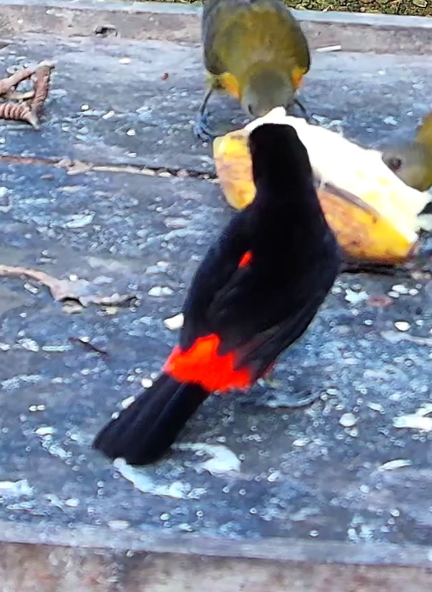 Tangara flamboyant
