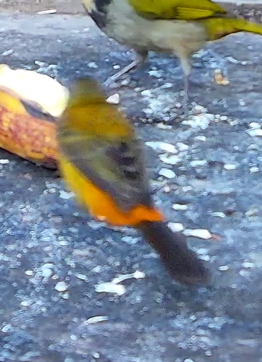 Tangara flamboyant