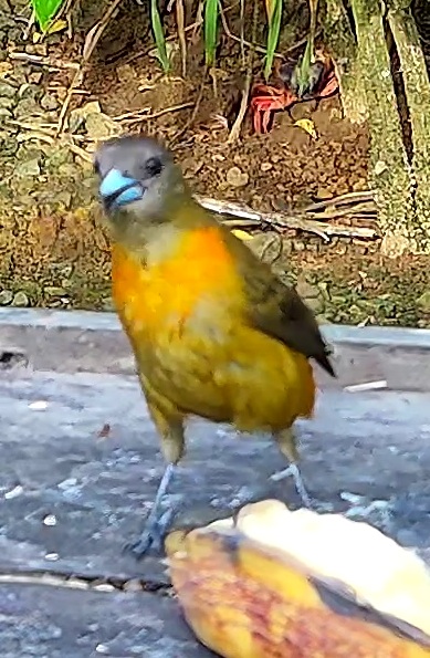 Tangara flamboyant