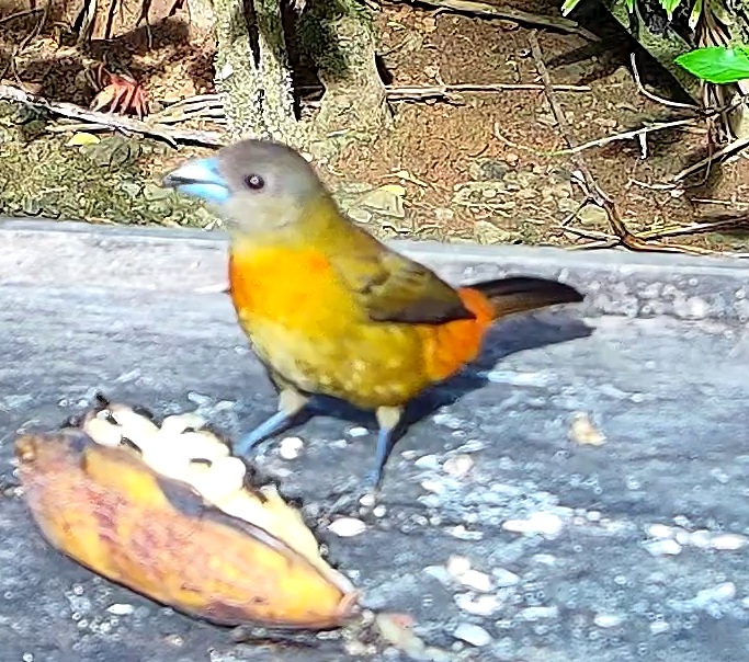 Tangara flamboyant