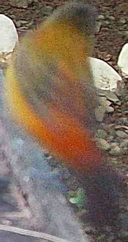 Cherrie's Tanager