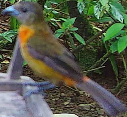 Crimson-collared tanager