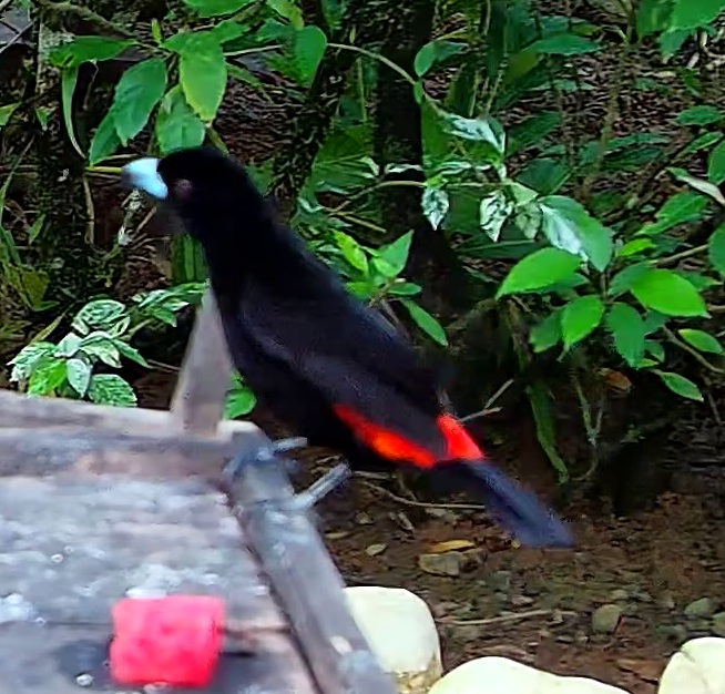 Flame-rumped Tanager