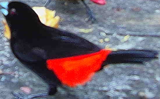 Scarlet-rumped Tanager