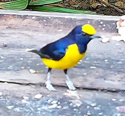 Thick-billed Euphonia