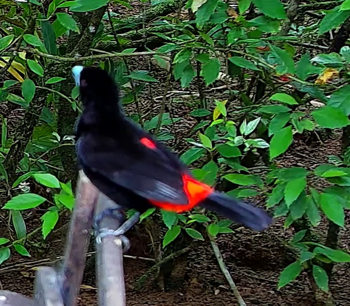 Scarlet-rumped Tanager