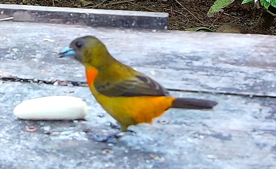 Flame-rumped Tanager