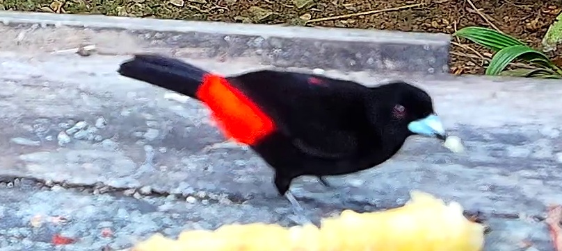Flame-rumped Tanager