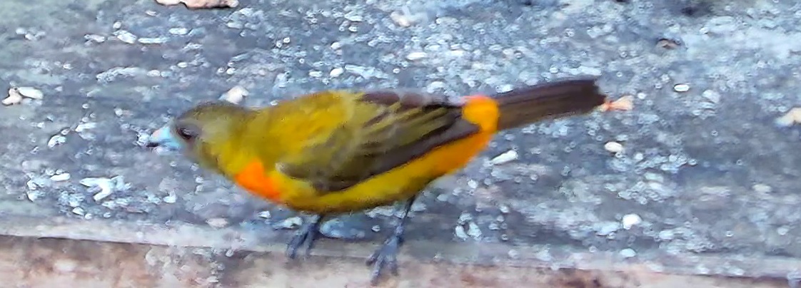Islerothraupis cristata