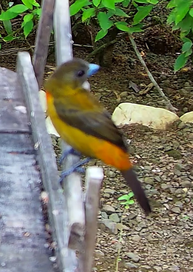 Tangara à dos rouge