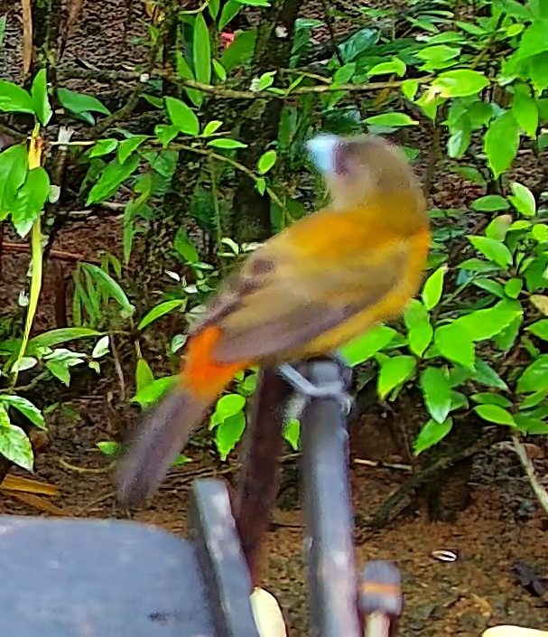 Tangara flamboyant