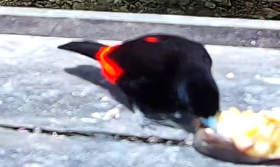 Tangara flamboyant