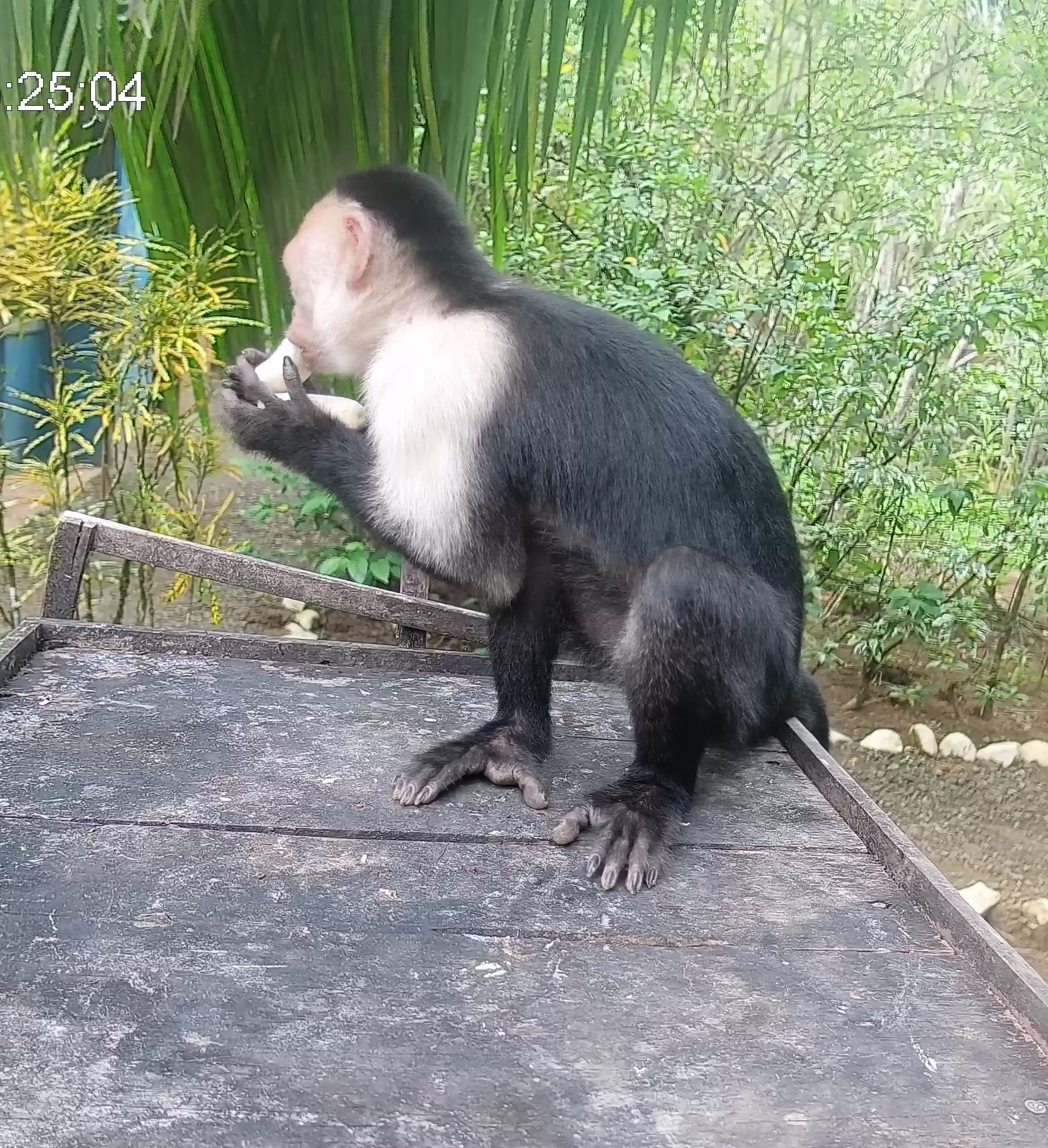 White-headed Capuchin