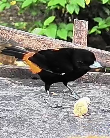 Flame-rumped Tanager