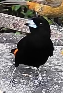 Flame-rumped Tanager