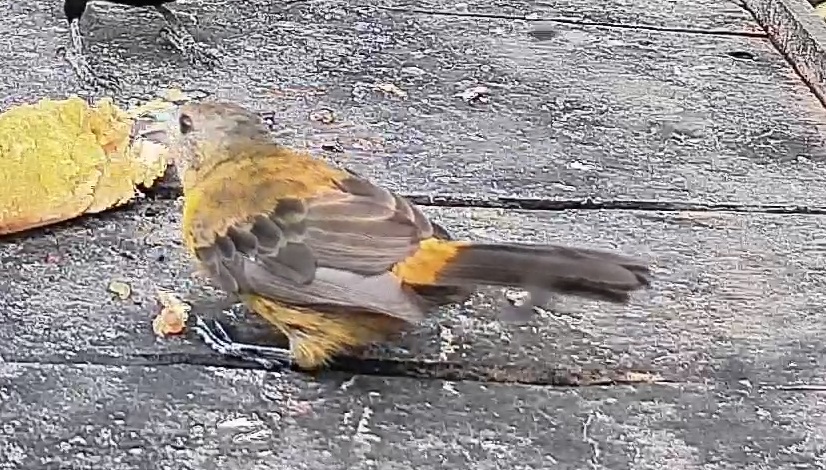 Passerini's tanager