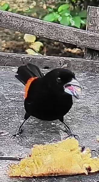 Passerini's tanager