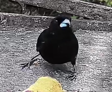 Flame-rumped Tanager