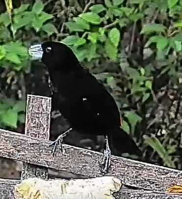 Flame-rumped Tanager